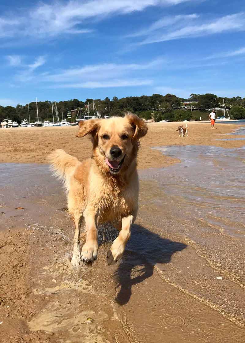 这张狗的脸是个漂亮的海滩——帕克·蔡斯的黄金和沙滩上的一张