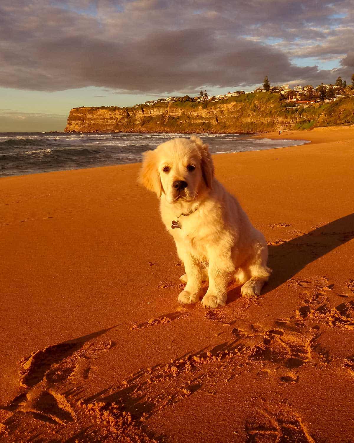 一袋金马卡·帕克的狗在一袋白色的沙滩上